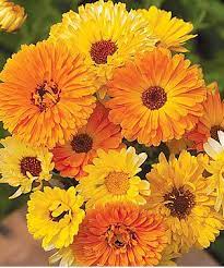 Calendula Correspondences