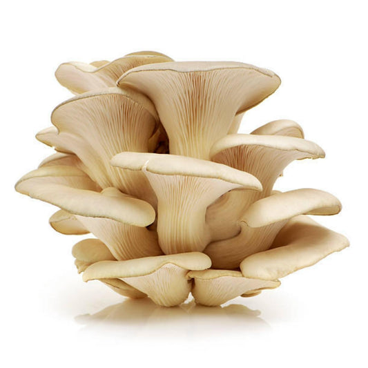 Mushroom Fruiting Kits (resource)