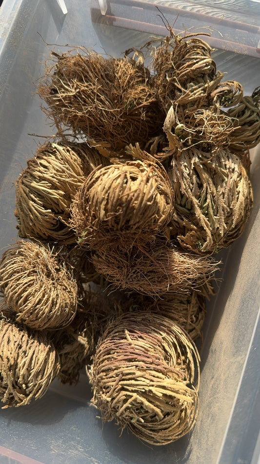 Rose of Jericho Care Instructions
